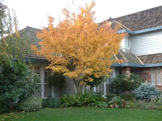 Acer palmatum 'Katsura' Japanese maple in golden-yellow autumn foliage, growing as a multi-stemmed tree on a lawn in front of a house.
