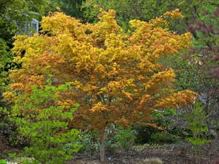 Acer palmatum 'Katsura' Japanese maple, a small multi-branched tree with golden-yellow and orange foliage, growing in a garden bed with green shrubs around it.