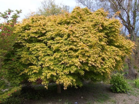 Acer palmatum 'Katsura'