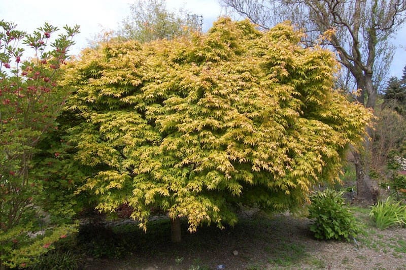 Acer palmatum 'Katsura' (Japanese Maple), a small rounded tree with dense yellow-green and peach-tinged foliage, growing in a garden bed beside other shrubs.