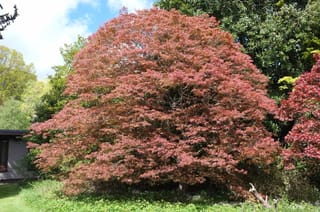 Acer palmatum 'Scolopendrifolium Atropurpureum' Japanese Maple, a broad rounded tree with finely divided red-pink foliage, growing on a lawn beside a house and green trees.