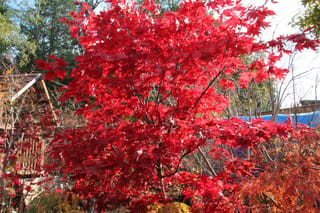 Acer palmatum 'Ō-kagami' (Japanese Maple) in autumn, its branches covered in bright scarlet leaves, with trees and a wooden building behind.