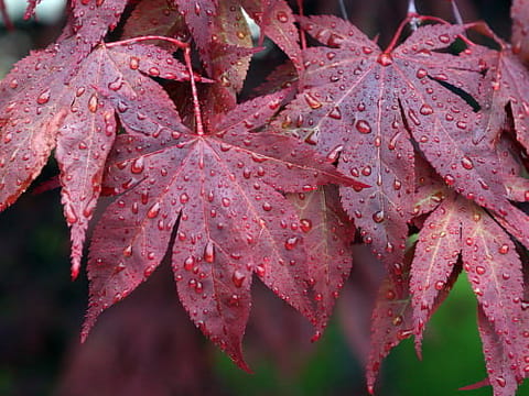 Acer palmatum 'Ō-kagami'