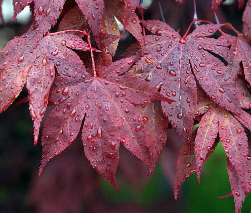 Acer palmatum 'Ō-kagami' Japanese maple leaves in deep red-purple, with pointed lobes and raindrops beading on the surface.