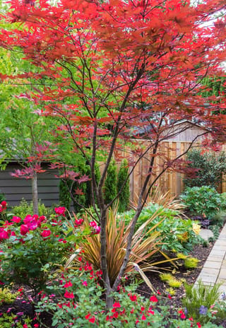 Acer palmatum 'Ō-kagami' Japanese maple with bright red foliage on slender upright stems, growing in a garden bed with pink roses and bronze flax.