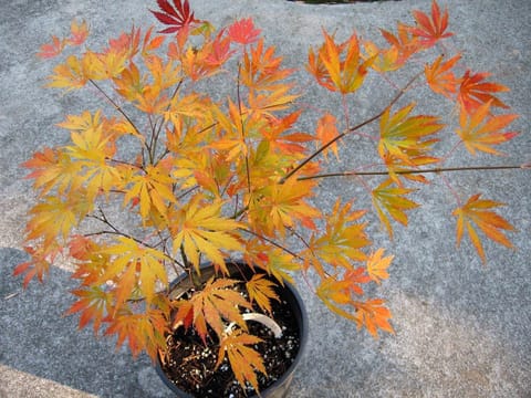 Acer palmatum 'Omure-yama'