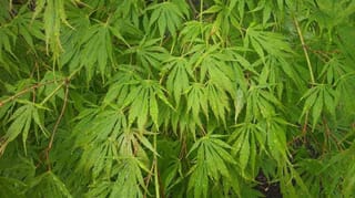 Acer palmatum 'Omure-yama' Japanese Maple foliage, showing finely cut, deeply lobed bright green leaves dotted with raindrops on slender reddish-brown stems.