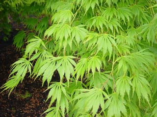 Acer palmatum 'Omure-yama' Japanese Maple, with drooping branches of finely cut, bright green leaves above dark bark mulch.