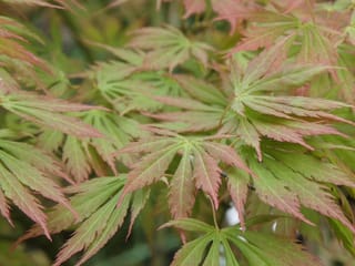 Close-up of Acer palmatum 'Omure-yama' (Japanese Maple) foliage, showing deeply cut green leaves with pink-red tinged edges and tips.