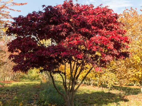 Acer palmatum 'Ōsakazuki'