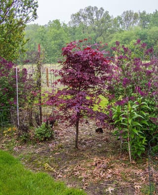 Acer palmatum 'Red Emperor' Japanese maple, a young upright tree with deep burgundy-red palmate leaves, growing in a garden bed beside purple lilacs.