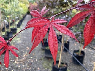 Acer palmatum 'Red Emperor' (Japanese Maple) with red, deeply lobed serrated leaves beaded with raindrops, set against nursery rows of potted trees.