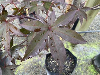 Acer palmatum 'Red Emperor' Japanese maple leaves, deep purple-red with serrated lobes and red stems, wet with raindrops, on a potted nursery plant.