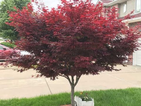 Acer palmatum 'Red Emperor'