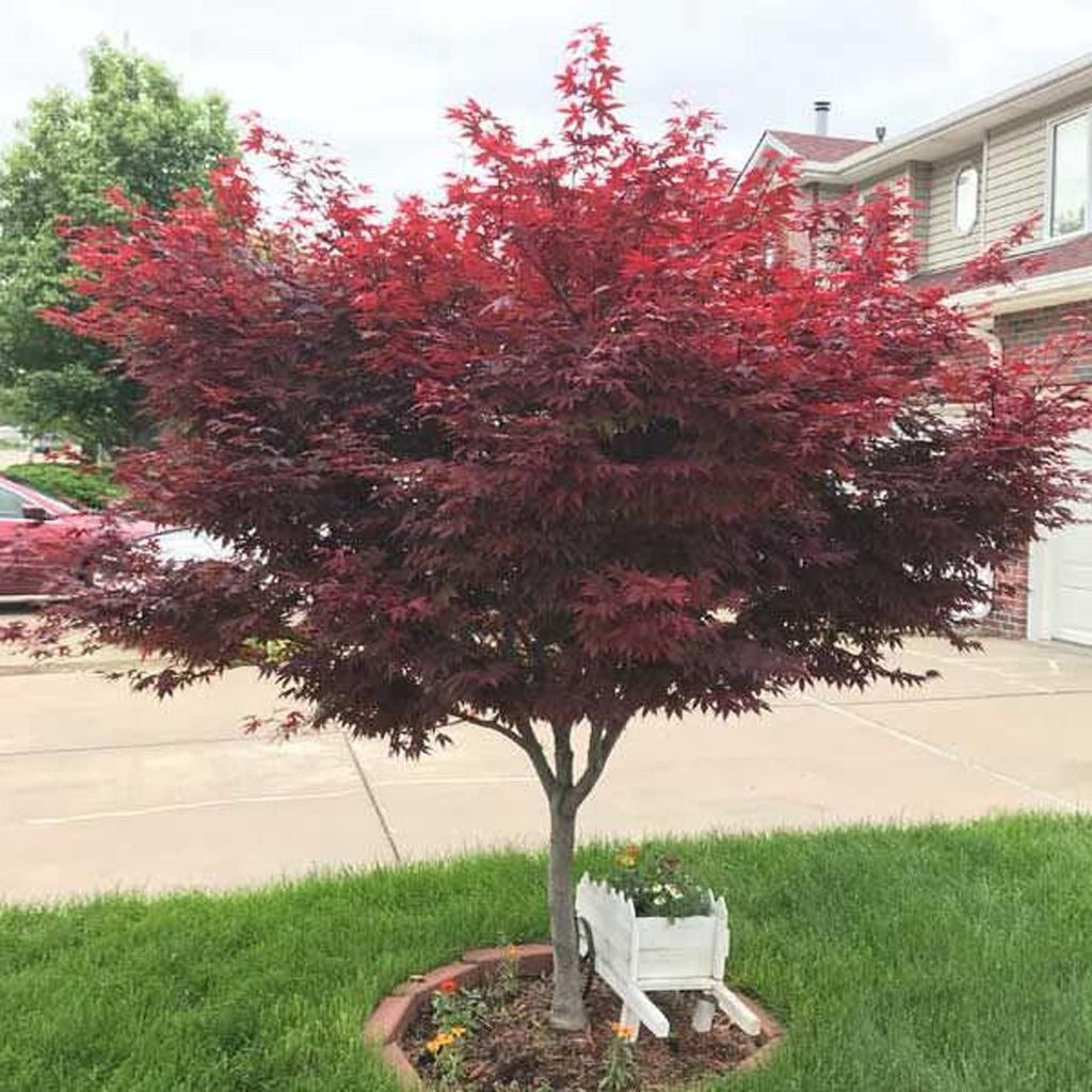 Acer palmatum 'Red Emperor' Japanese Maple, a small tree with deep red foliage and a slender trunk, planted in a lawn bed beside a driveway.