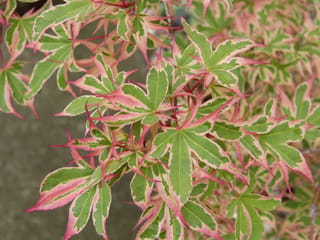 Acer palmatum 'Roseo-marginatum' (Japanese Maple) foliage, with deeply lobed green leaves edged in cream and pink on reddish stems.
