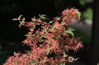 Acer palmatum 'Roseo-marginatum' Japanese maple with new spring foliage, narrow pink-orange lobed leaves edged in green and cream, against a dark background.