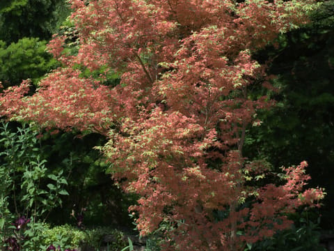 Acer palmatum 'Roseo-marginatum'