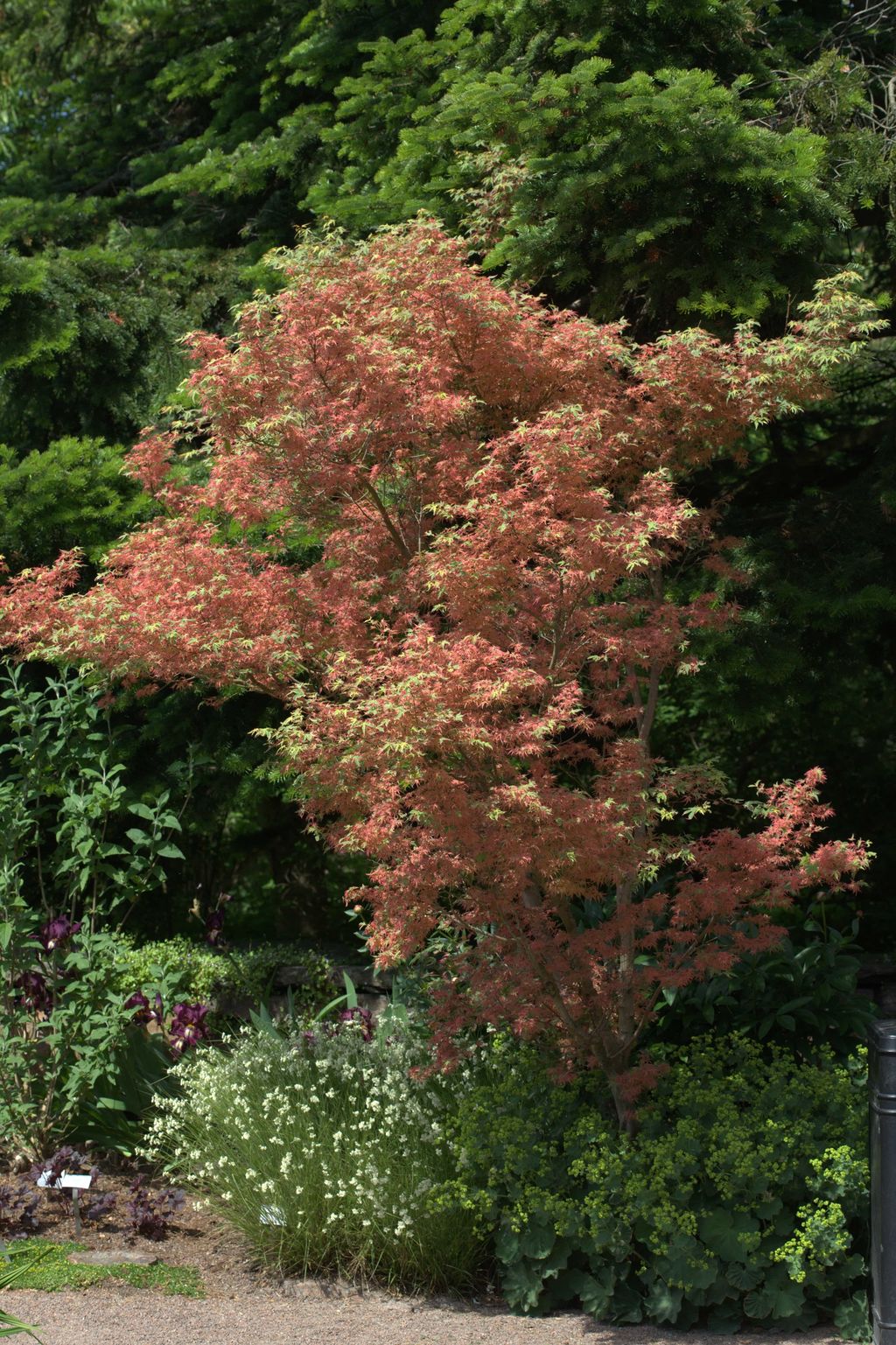 Acer palmatum 'Roseo-marginatum' (Japanese Maple), a small multi-stemmed tree with pink-red and green lobed foliage, growing in a garden bed against dark evergreens.