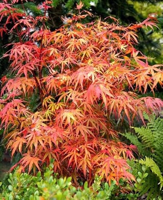 Acer palmatum 'Scolopendrifolium' (Japanese Maple) in autumn, with narrow, deeply cut leaves in orange, apricot and red, set among ferns and green shrubs.