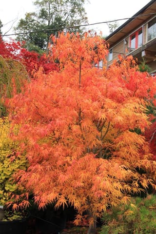 Acer palmatum 'Scolopendrifolium' Japanese Maple in autumn, its narrow, finely divided leaves glowing orange, apricot and red on a small tree beside a house.