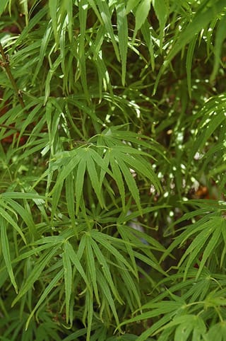 Acer palmatum 'Scolopendrifolium' (Japanese Maple) foliage in summer green, with long, narrow, finely toothed leaf lobes radiating from slender stems.