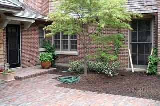 Acer palmatum 'Scolopendrifolium' Japanese Maple, a young tree with slender light green lobed leaves, growing in mulch beside a red brick house and paved courtyard.