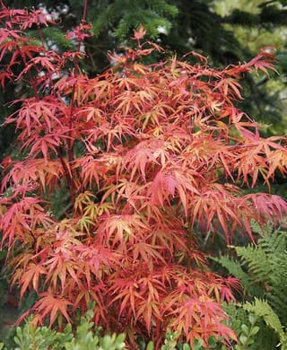 Acer palmatum 'Scolopendrifolium Atropurpureum' (Japanese Maple) with narrow, deeply divided leaves in red, orange and yellow autumn colour, set against dark conifers and ferns.