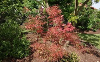 Acer palmatum 'Scolopendrifolium Atropurpureum' Japanese Maple with narrow, deeply divided red-pink spring foliage, growing in a mulched garden bed among green shrubs.