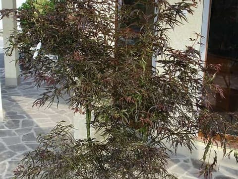 Acer palmatum 'Scolopendrifolium Atropurpureum'