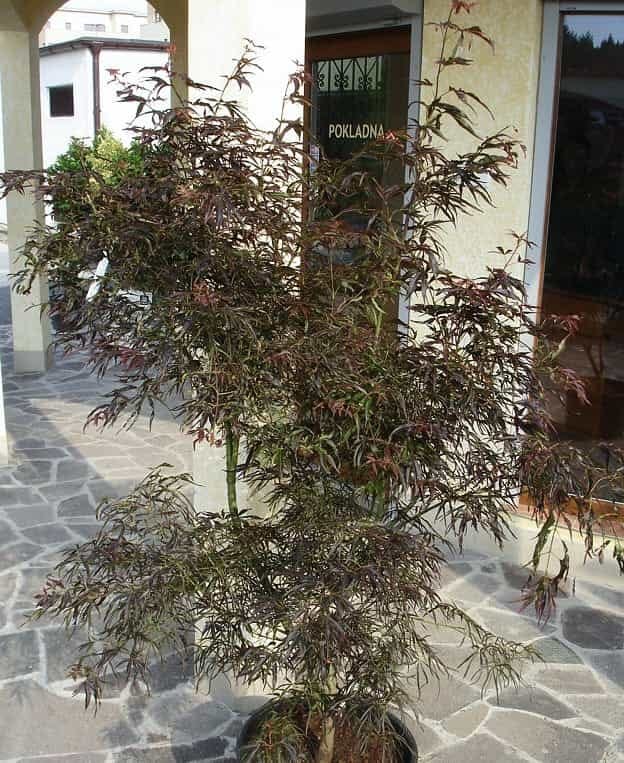 Acer palmatum 'Scolopendrifolium Atropurpureum' (Japanese Maple), a potted shrub with narrow, deeply divided purple-green leaves, standing on paving outside a building.
