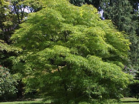Acer palmatum 'Scolopendrifolium'