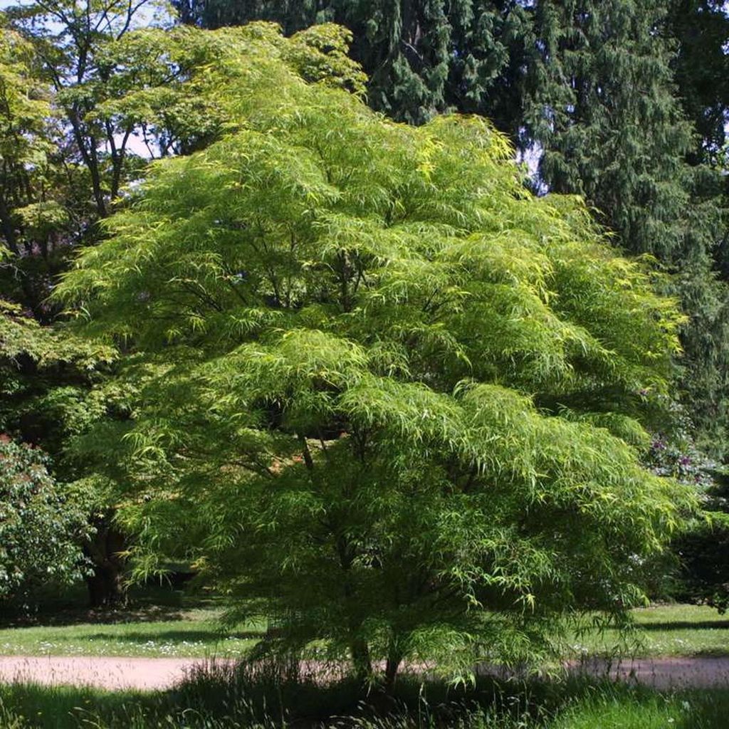 Acer palmatum 'Scolopendrifolium' (Japanese Maple), a small tree with fresh green, narrow drooping leaf lobes, growing beside a path with conifers behind.