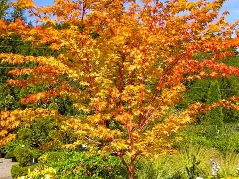 Acer palmatum 'Senkaki'