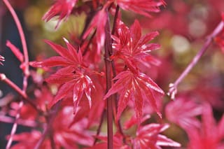 Acer palmatum 'Shin-deshojo' Japanese Maple, close-up of deeply lobed, bright scarlet-red leaves on slender red stems against a softly blurred background.