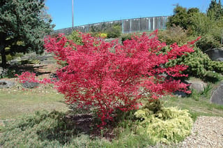 Acer palmatum 'Shin-deshojo' (Japanese Maple), a small shrubby tree with bright scarlet-red foliage, growing in a rockery garden beside conifers and low shrubs.