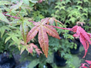 Acer palmatum 'Shin-deshojo' Japanese Maple, a branch with coppery-red and green palmate leaves on red stems, covered in raindrops, with potted plants behind.