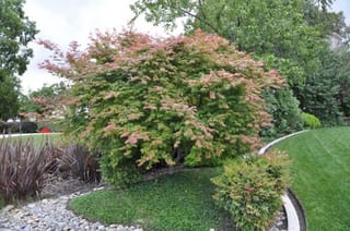 Acer palmatum 'Shin-deshojo' Japanese Maple, a small spreading tree with green and pink-tinged foliage, growing in a garden bed beside a lawn.