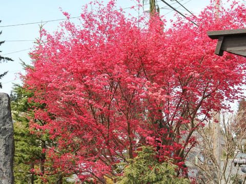 Acer palmatum 'Shin-deshojo'