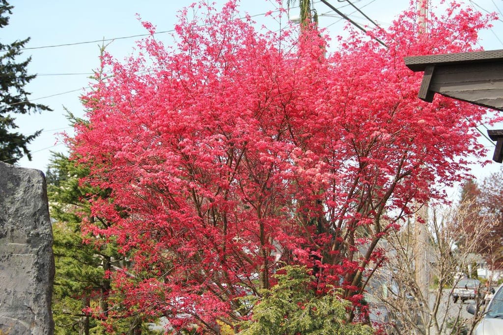 Acer palmatum 'Shin-deshojo' (Japanese Maple), a multi-stemmed tree covered in bright scarlet-pink new foliage, growing beside a street with evergreens behind.