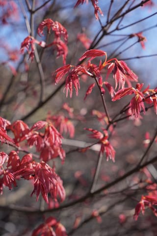 Acer palmatum 'Shin-deshojo' (Japanese Maple) branches with newly opened, deeply lobed scarlet spring leaves against a blurred blue sky.