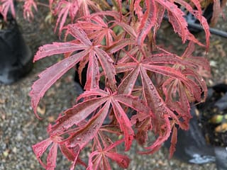 Acer palmatum 'Shirazz' Japanese Maple foliage, with narrow, deeply cut red-pink leaves beaded with raindrops, growing in nursery pots on gravel.