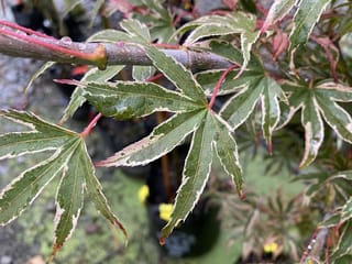 Acer palmatum 'Shirazz' Japanese Maple, close-up of green palmate leaves with cream-pink margins and red stalks, beaded with raindrops on a grey-brown branch.