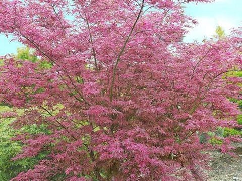 Acer palmatum 'Shirazz'