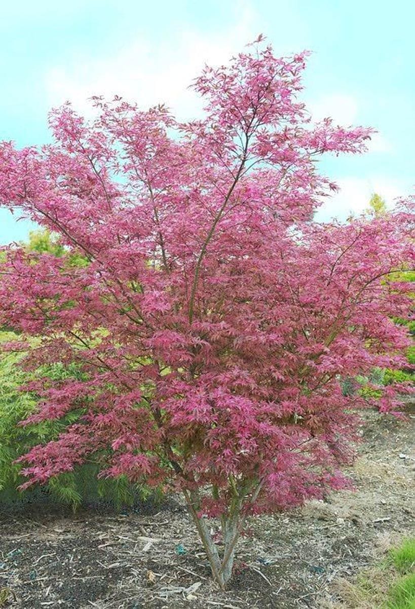 Acer palmatum 'Shirazz' Japanese Maple, a multi-stemmed tree with finely cut pink-red foliage, growing in mulched soil against a pale blue sky.
