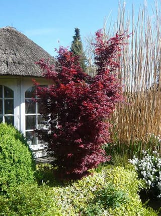 Acer palmatum 'Skeeter's Broom' (Japanese Maple), an upright shrub with deep red foliage, growing beside a thatched garden building with tall dry reeds behind.