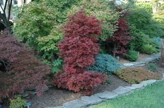 Acer palmatum 'Skeeter's Broom' (Japanese Maple), a narrow upright shrub with red-burgundy foliage, growing in a mulched garden bed edged with flat stones.