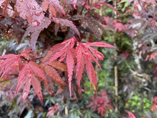 Acer palmatum 'Skeeter's Broom' (Japanese Maple), close-up of slender, deeply cut red and burgundy leaves covered in raindrops, with green foliage blurred behind.