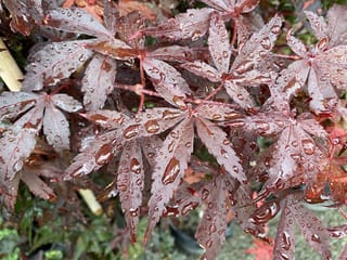 Acer palmatum 'Skeeter's Broom' Japanese Maple, close-up of deep burgundy, deeply lobed leaves with red stems, covered in raindrops.