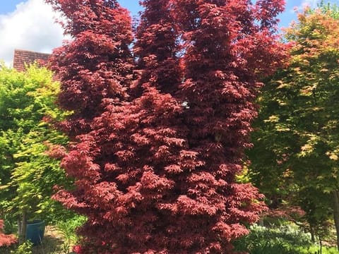 Acer palmatum 'Skeeter's Broom'